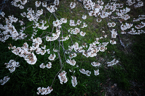 DSCF4539.jpg