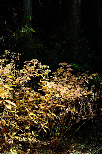 DSCF6374.jpg