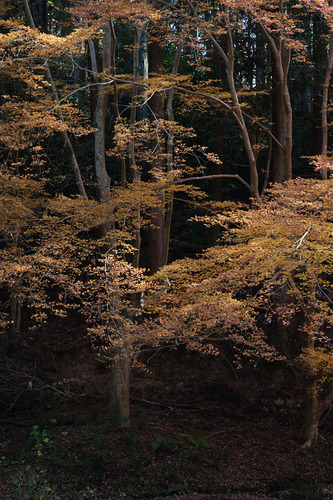 DSCF6377.jpg