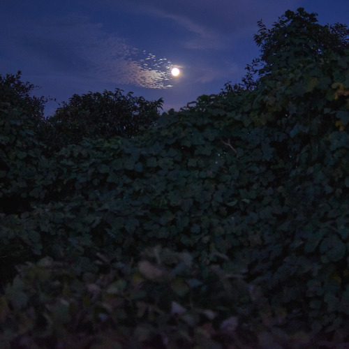 DSC_1238.jpg